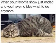 cat show.jpg