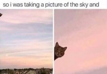 cat sky.jpg