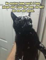 cat snow.jpg