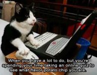 cat potato chip.jpg