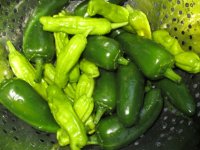 Jalapenos and shishitos.JPG