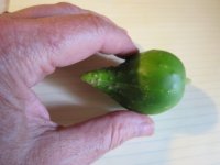 Tiny cuke.JPG