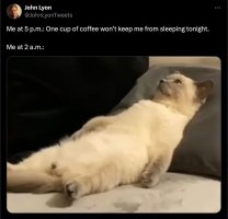 cat coffee.jpg