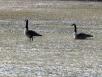 2 geese.jpg