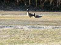 2 geese1.jpg
