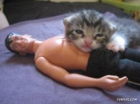 cat_kittens_love_04.jpg