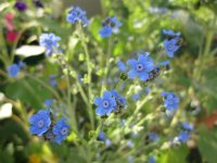 Forget-me-nots 2.JPG