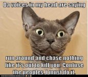 funny-cat-pictures-da-voices-in-my-head-are-saying-run-around-and-chase-nothing-like-its-out-to-.jpg