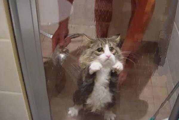 Bilderesultat for sad cat in shower