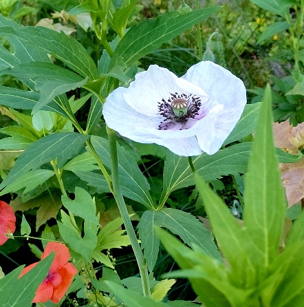 20250714_080221.jpg