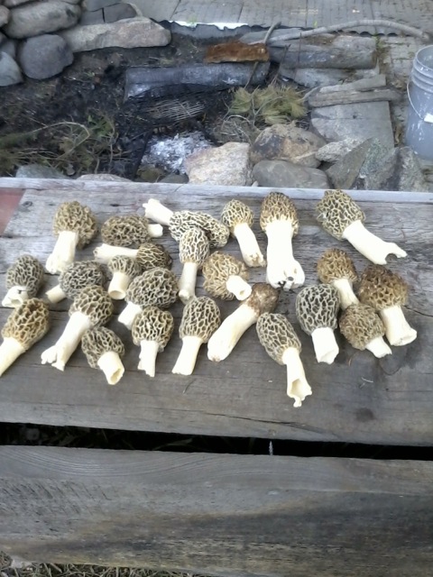 #######Al's Morels.jpg