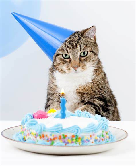 Birthday cake cat.jpg