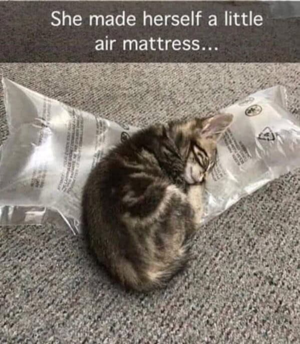 Cat air mattress.jpg