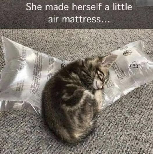 Cat air mattress.jpg