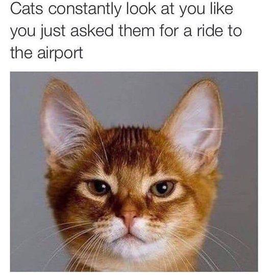 Cat airport.jpg