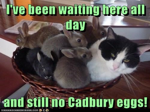 cat and bunnies.jpeg