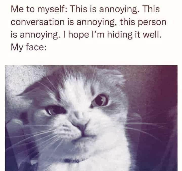 Cat annoying.jpg