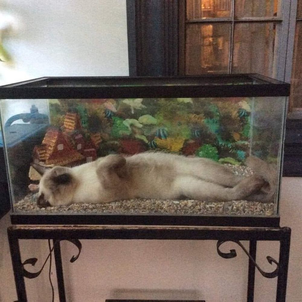 Cat aquarium.jpg