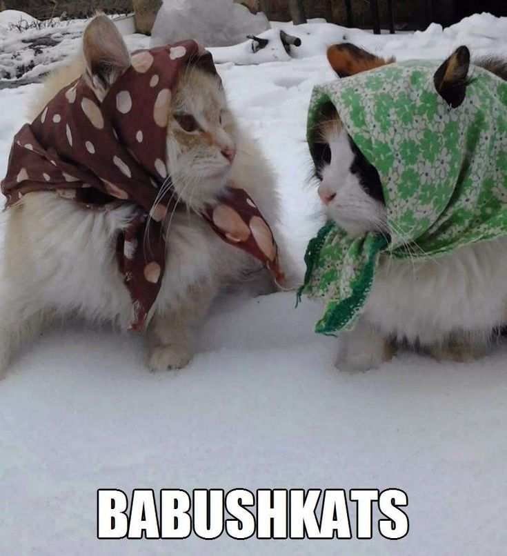 Cat babushkas.jpg