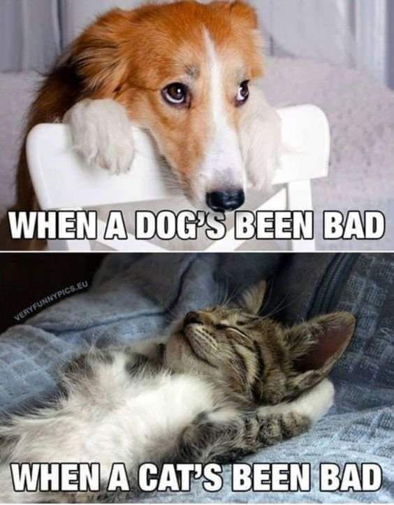 Cat bad.jpg