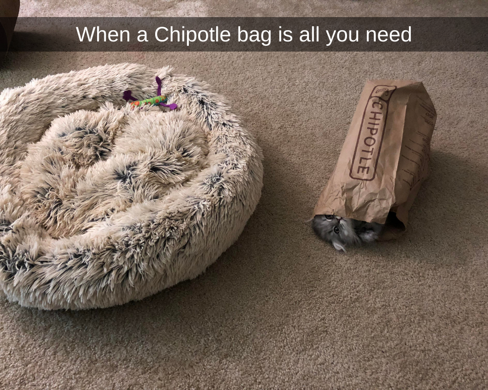 cat bag.png