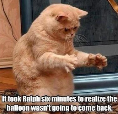 Cat balloon.jpg