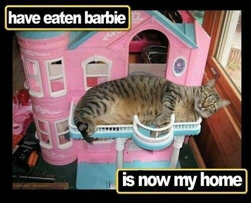 Cat Barbie.jpg