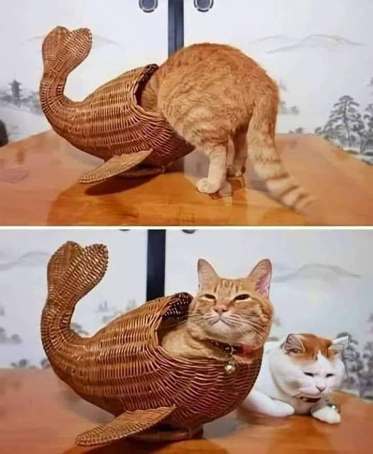 Cat basket.jpg