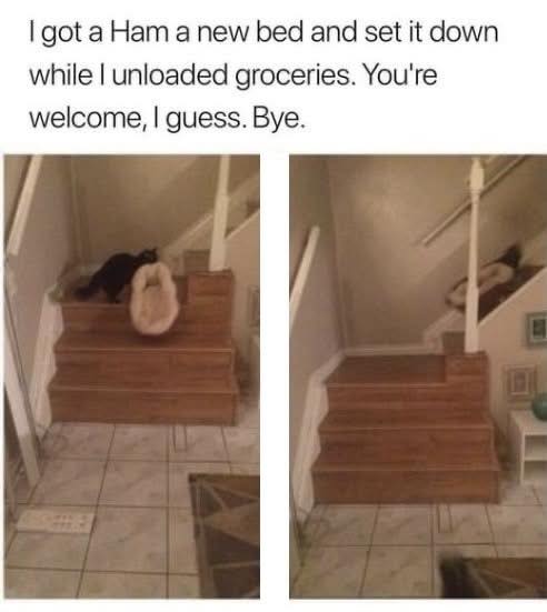 Cat bed.jpg