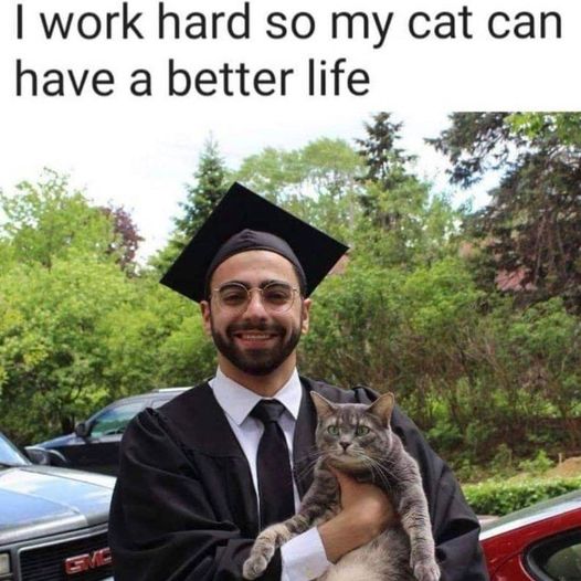 Cat better life.jpg