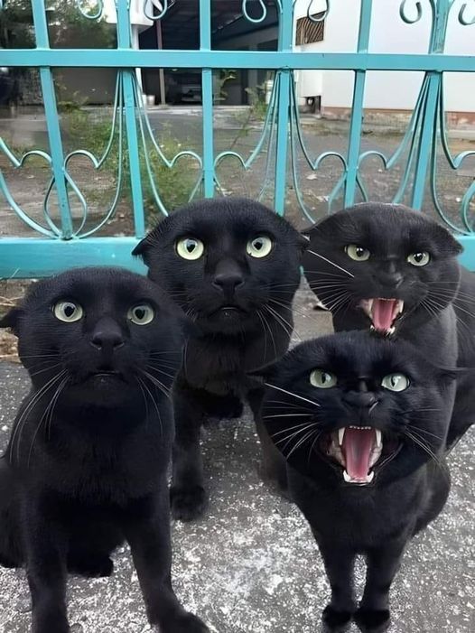 Cat black cats.jpg