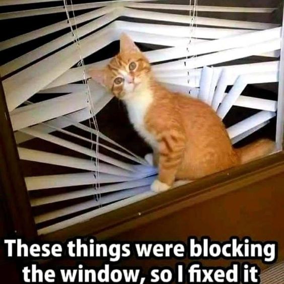 cat blinds.jpg