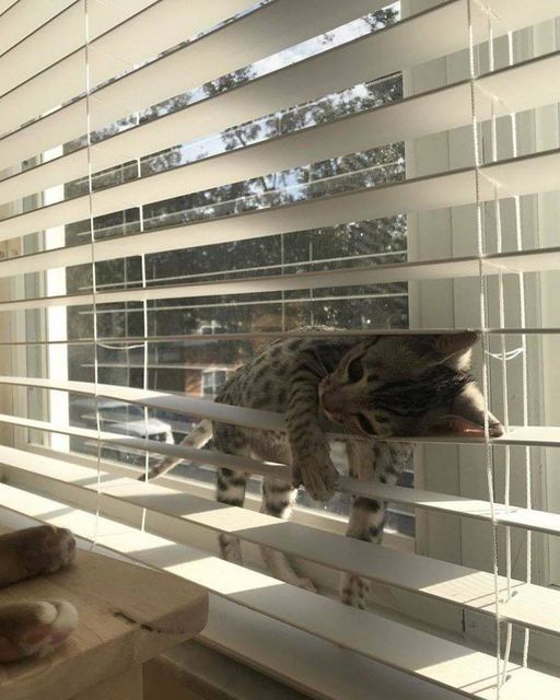 Cat blinds.jpg