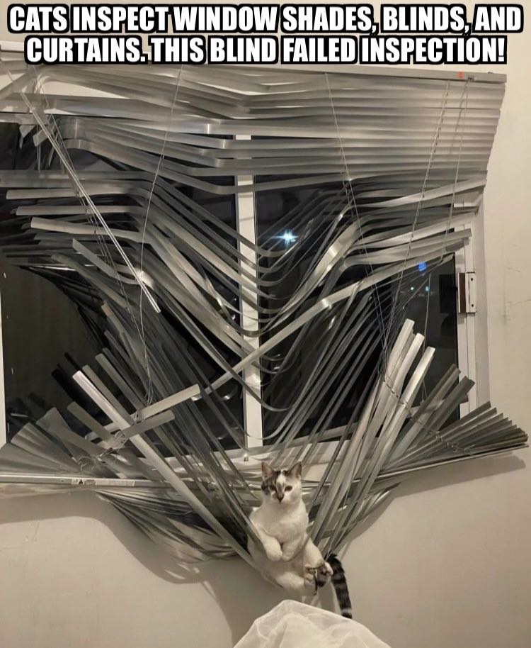 Cat blinds.jpg