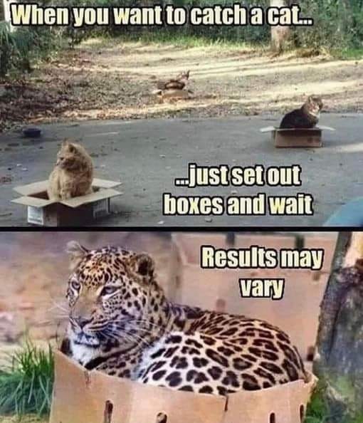 Cat boxes.jpg