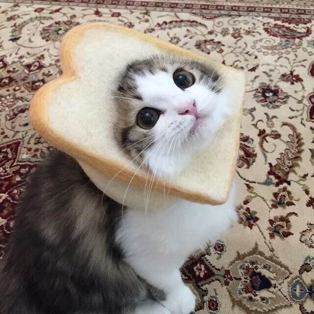 Cat bread.jpg