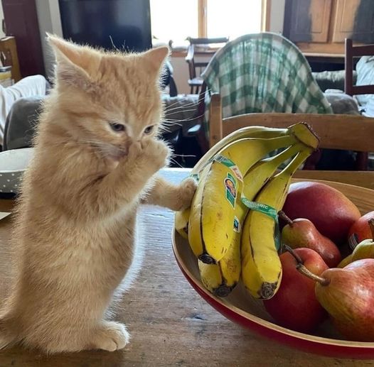 Cat  - Bro does not like bananas.jpg