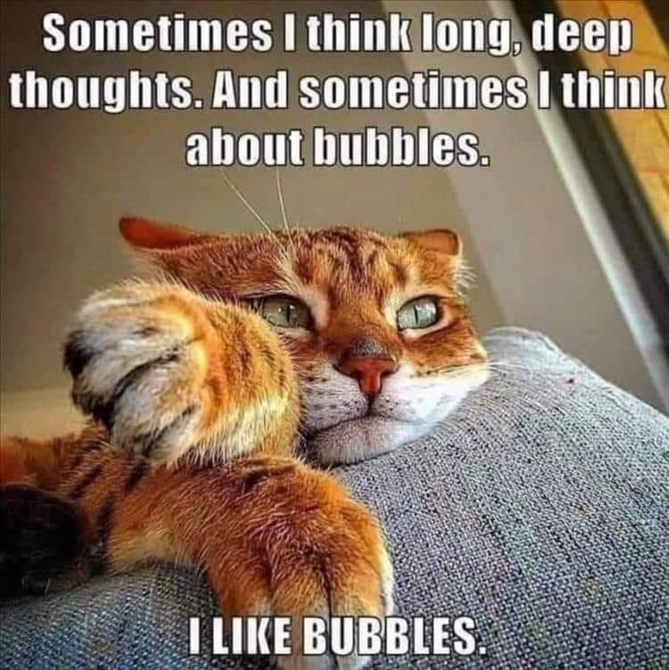 Cat bubbles.jpg