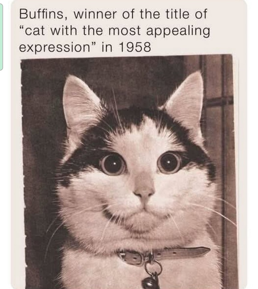 Cat buffins.jpg