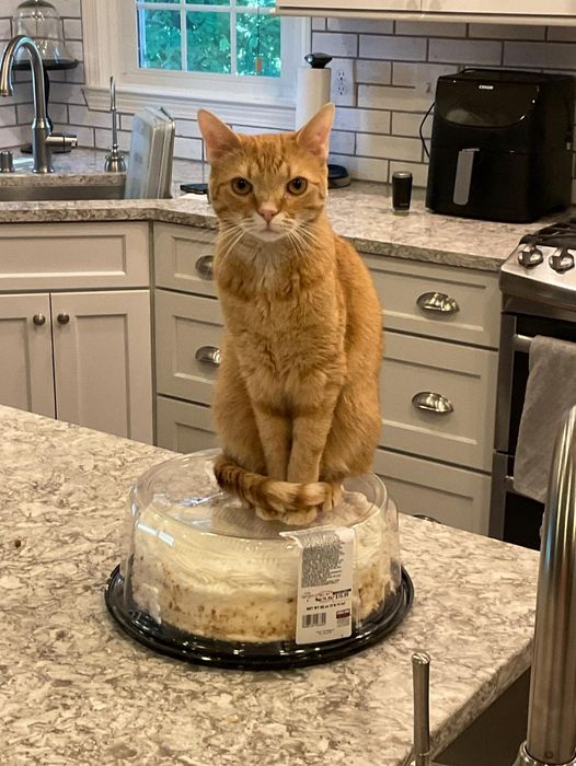 Cat cake.jpg