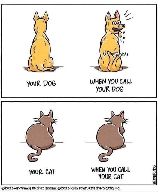 Cat call.jpg