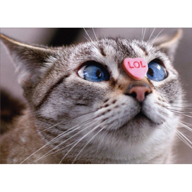 cat candy heart.jpeg