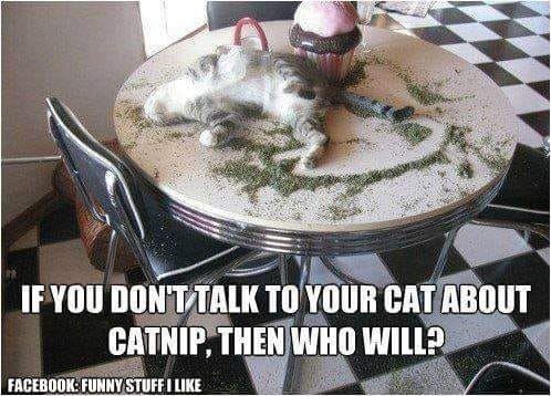 cAT catnip.jpg