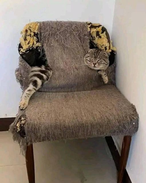 Cat chair.jpg