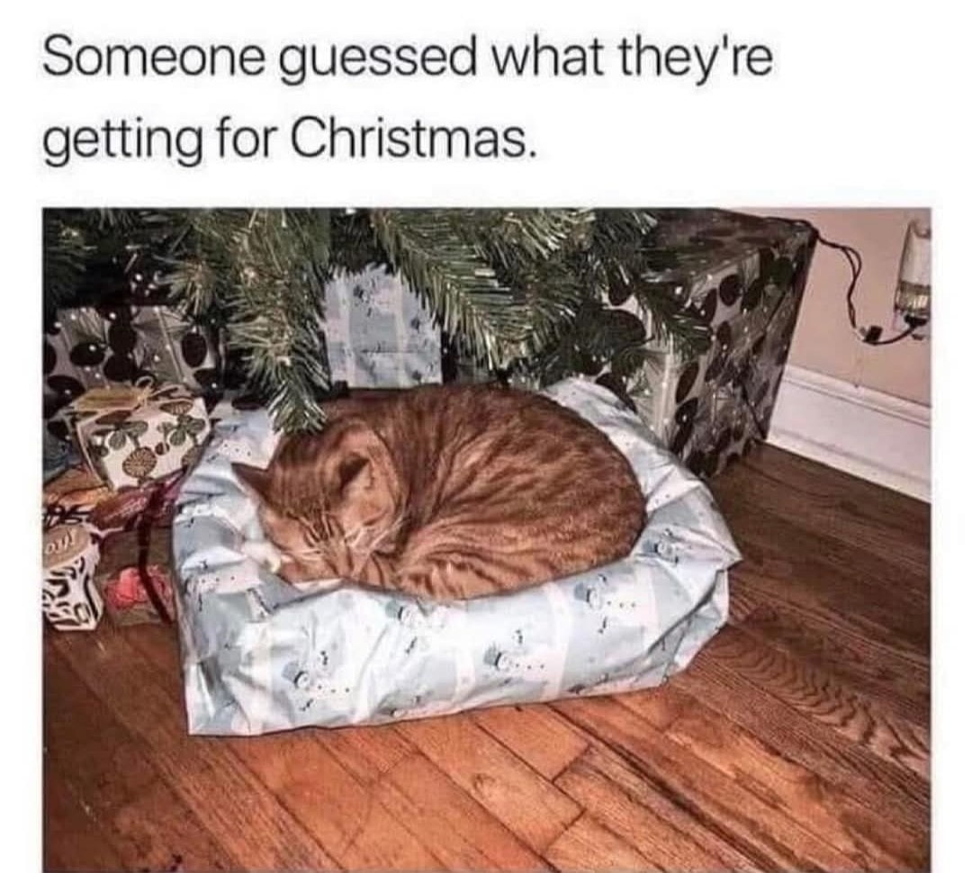 Cat Christmas.jpg