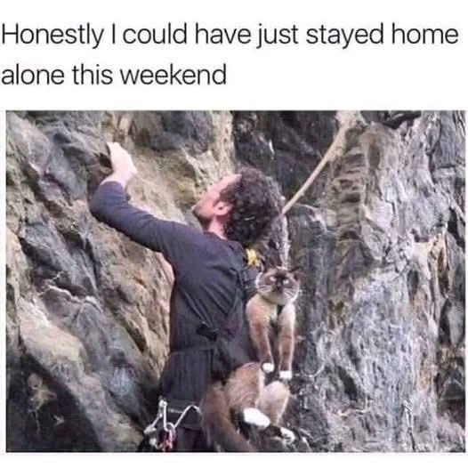Cat climbing.jpeg