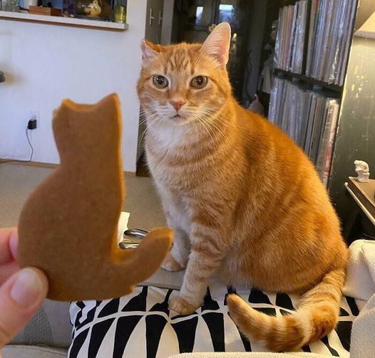 Cat cookie.jpg