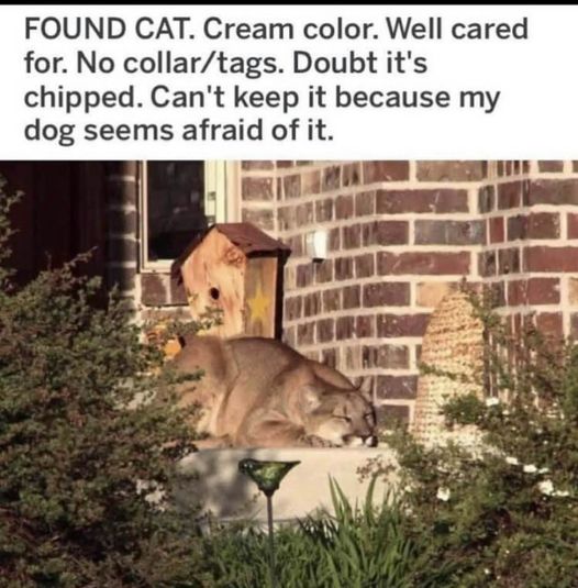 Cat cougar.jpg