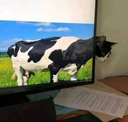 Cat cow.jpg