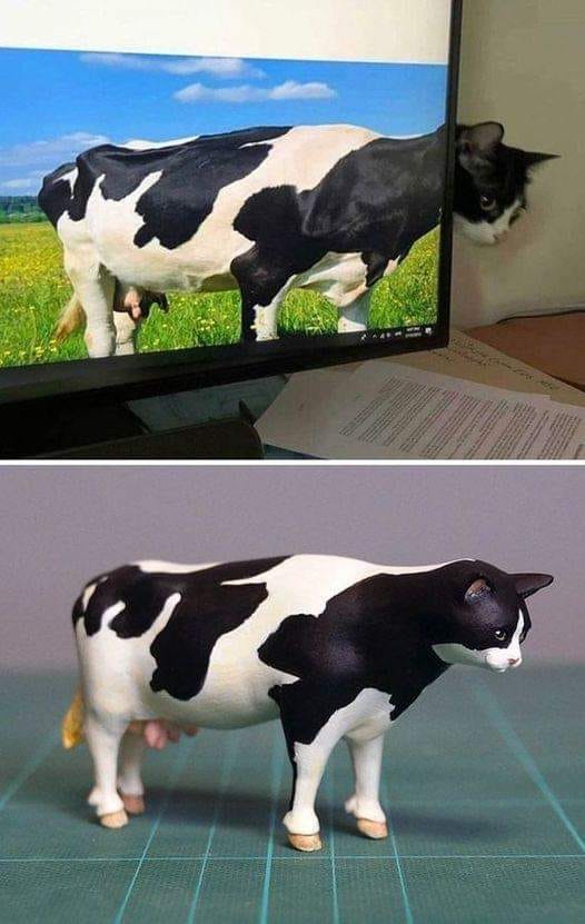 Cat cow.jpg